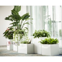 專注室內(nèi)綠植服務(wù)8年，綠植租賃，免費(fèi)養(yǎng)護(hù)，一站式商務(wù)空間